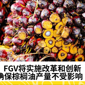 FGV推动创新改革，确保棕榈油生产不受影响