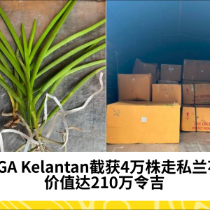 PGA Kelantan截获价值210万令吉的4万株走私兰花