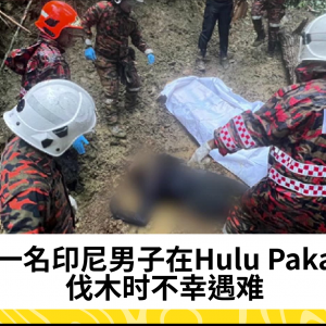 印尼男子在Hulu Paka伐木时遭大树压倒身亡