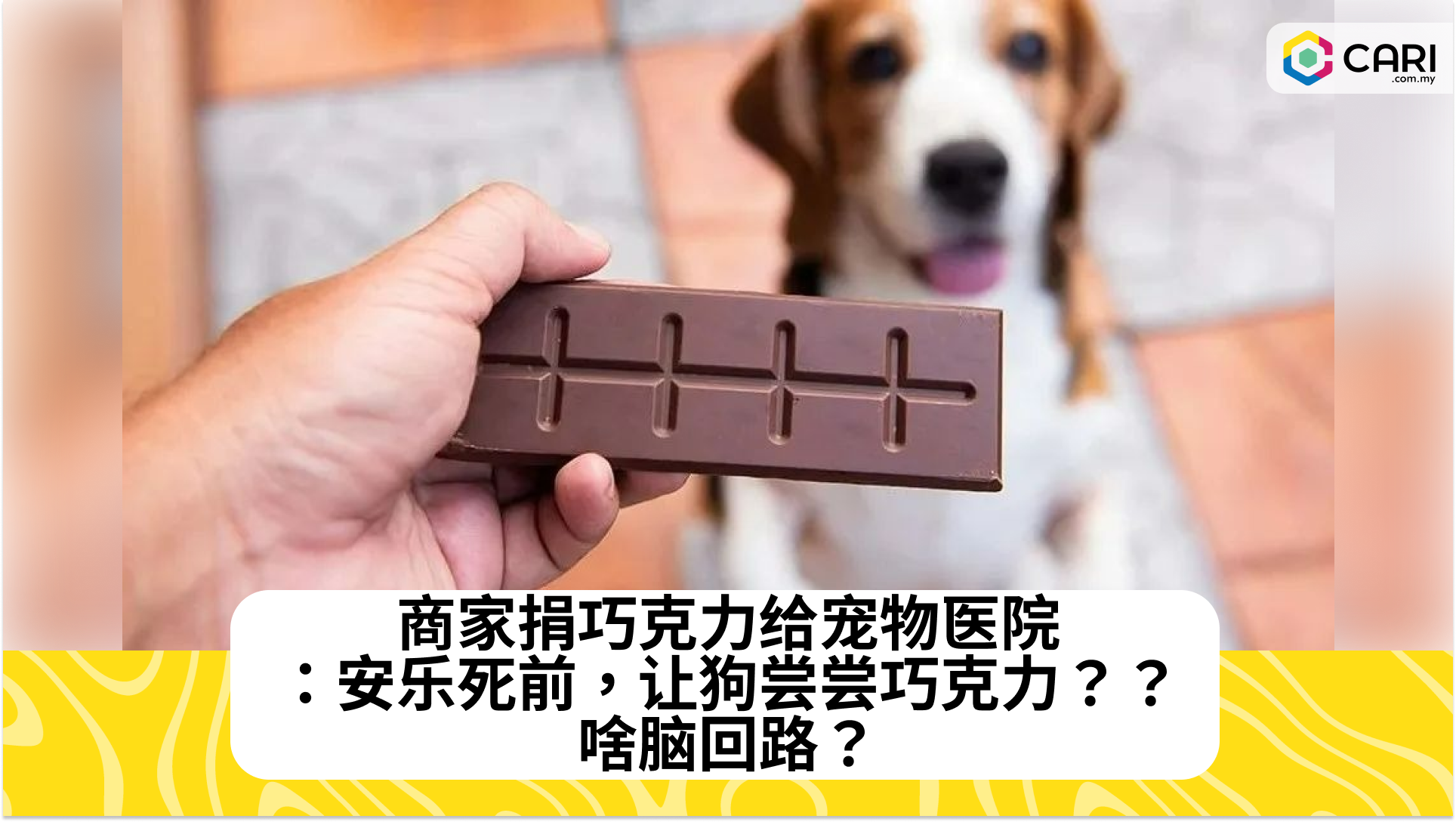 商家捐巧克力给宠物医院：安乐死前，让狗尝尝巧克力？？啥脑回路？