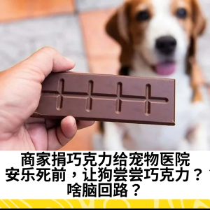 商家捐巧克力给宠物医院：安乐死前，让狗尝尝巧克力？？啥脑回路？