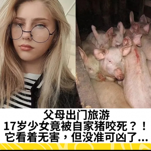 父母出门旅游，17岁少女竟被自家猪咬死？！它看着无害，但没准可凶了...