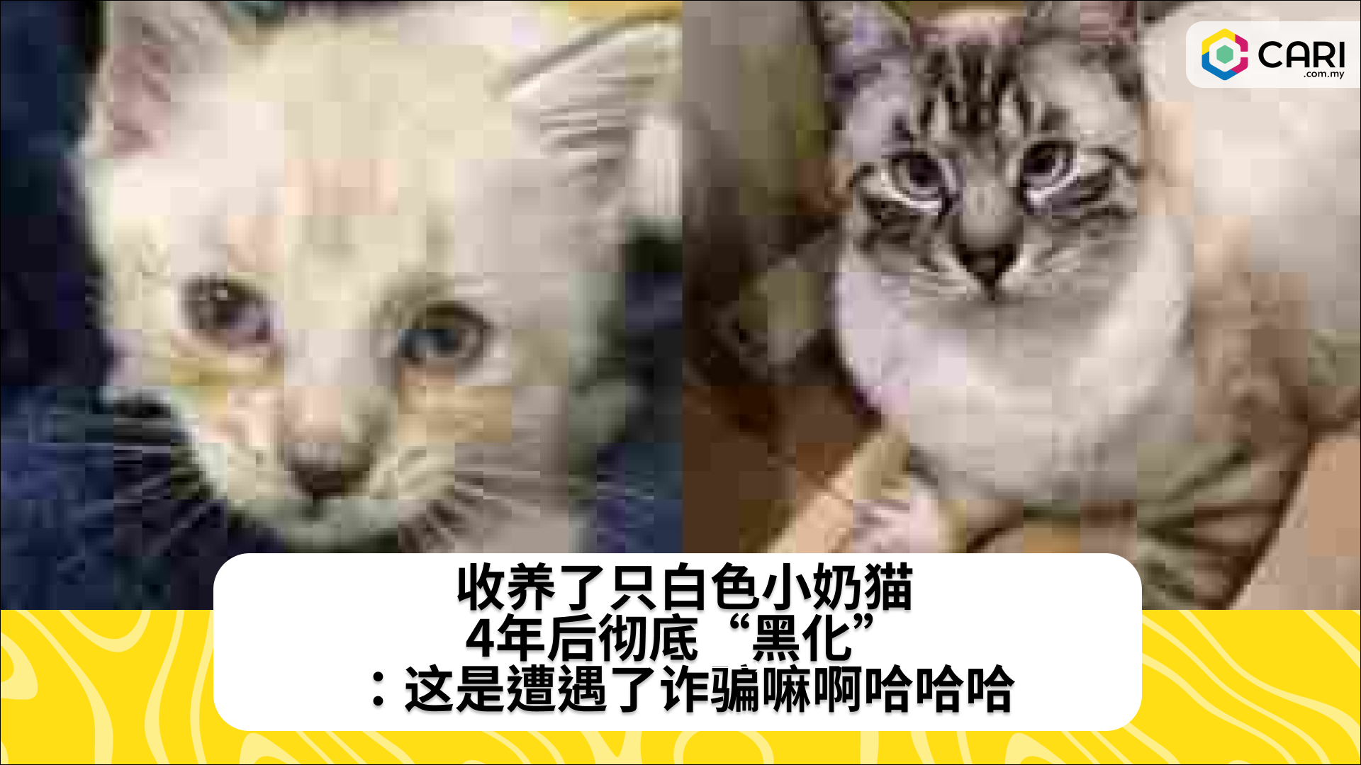 收养了只白色小奶猫，4年后彻底“黑化”：这是遭遇了诈骗嘛啊哈哈哈