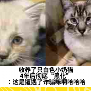 收养了只白色小奶猫，4年后彻底“黑化”：这是遭遇了诈骗嘛啊哈哈哈