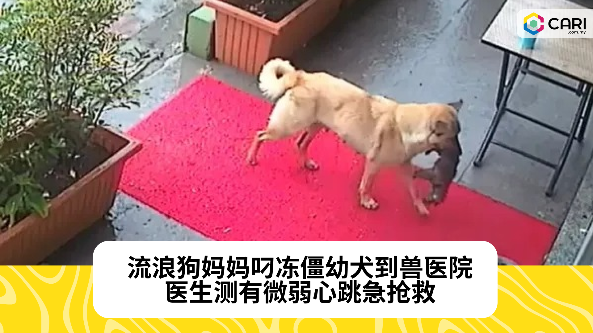 流浪狗妈妈叼冻僵幼犬到兽医院，医生测有微弱心跳急抢救