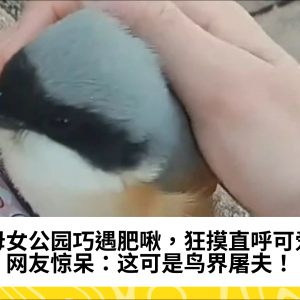 母女公园巧遇肥啾，狂摸直呼可爱，网友惊呆：这可是鸟界屠夫！