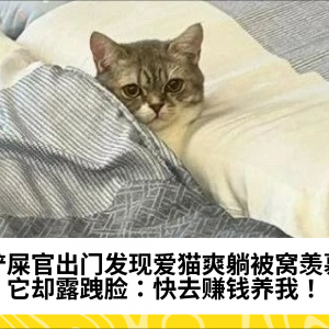 铲屎官出门发现爱猫爽躺被窝羡慕，它却露跩脸：快去赚钱养我！