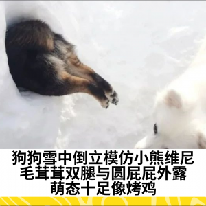 狗狗雪中倒立模仿小熊维尼，毛茸茸双腿与圆屁屁外露，萌态十足像烤鸡