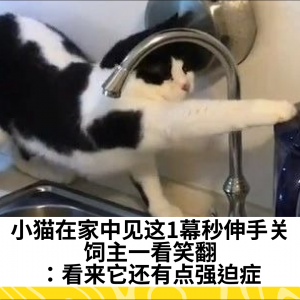 小猫在家中见这1幕秒伸手关，饲主一看笑翻：看来它还有点强迫症