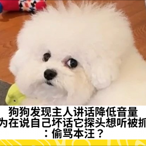 狗狗发现主人讲话降低音量，以为在说自己坏话它探头想听被抓包：偷骂本汪？
