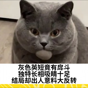 灰色英短竟有戽斗，独特长相吸睛十足，结局却出人意料大反转