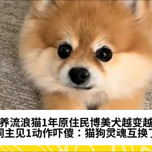 收养流浪猫1年原住民博美犬越变越怪，饲主见1动作吓傻：猫狗灵魂互换了
