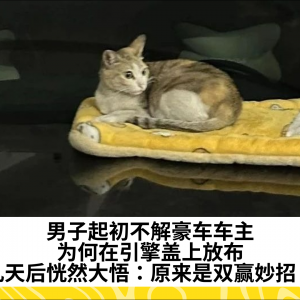 男子起初不解豪车车主为何在引擎盖上放布，几天后恍然大悟：原来是双赢妙招！