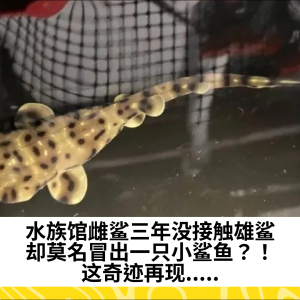 水族馆雌鲨三年没接触雄鲨，却莫名冒出一只小鲨鱼？！这奇迹再现.....