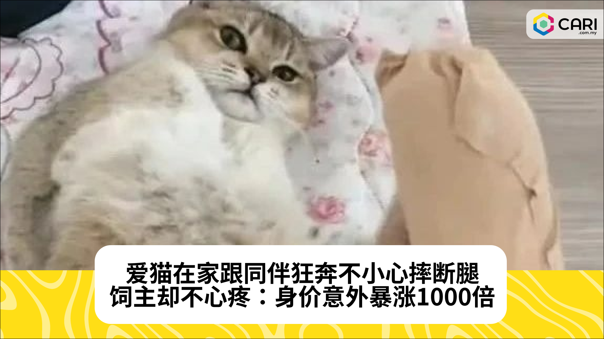 爱猫在家跟同伴狂奔不小心摔断腿，饲主却不心疼：身价意外暴涨1000倍