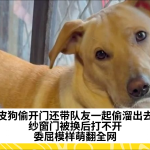 调皮狗偷开门还带队友一起偷溜出去玩，纱窗门被换后打不开，委屈模样萌翻全网