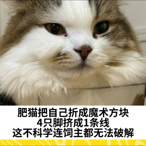 肥猫把自己折成魔术方块，4只脚挤成1条线，这不科学连饲主都无法破解