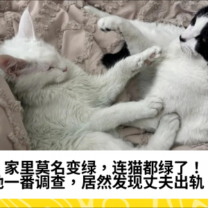 家里莫名变绿，连猫都绿了！她一番调查，居然发现丈夫出轨！