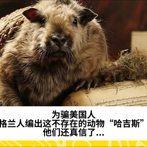 为骗美国人，苏格兰人编出这不存在的动物“哈吉斯”！他们还真信了...