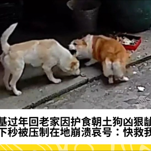 柯基过年回老家因护食朝土狗凶狠龇牙，下秒被压制在地崩溃哀号：快救我