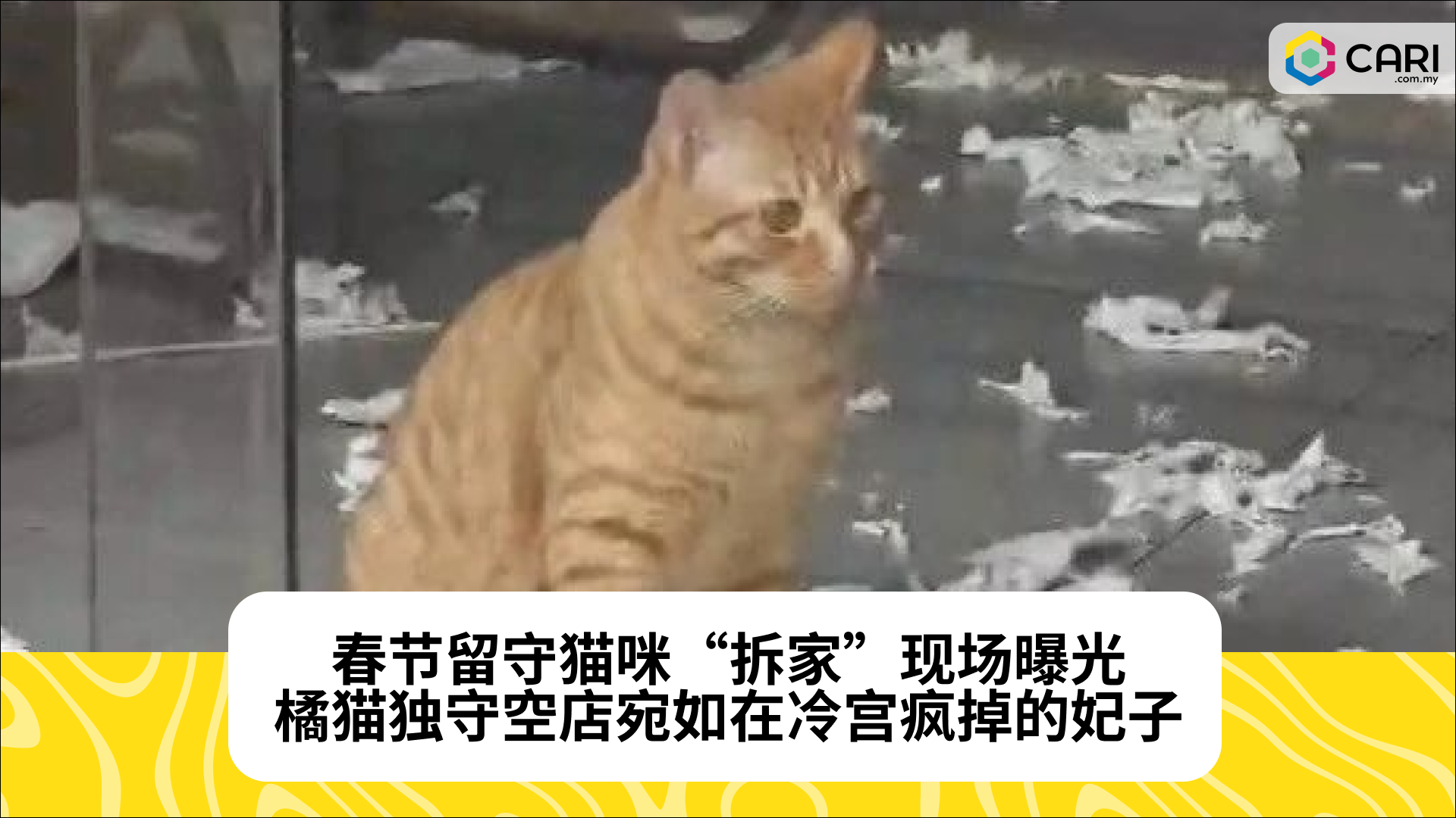 春节留守猫咪“拆家”现场曝光，橘猫独守空店宛如在冷宫疯掉的妃子