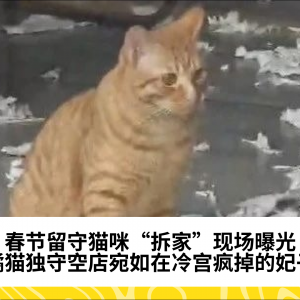 春节留守猫咪“拆家”现场曝光，橘猫独守空店宛如在冷宫疯掉的妃子