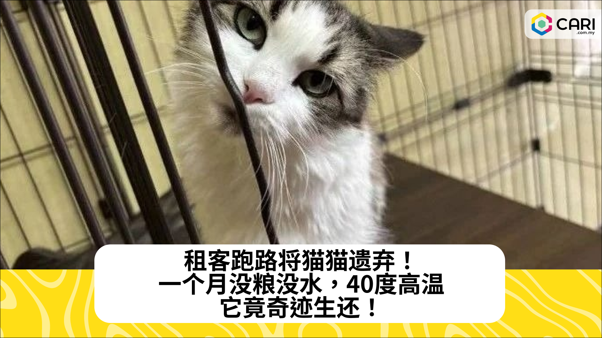 租客跑路将猫猫遗弃！一个月没粮没水，40度高温，它竟奇迹生还！