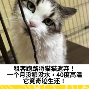 租客跑路将猫猫遗弃！一个月没粮没水，40度高温，它竟奇迹生还！