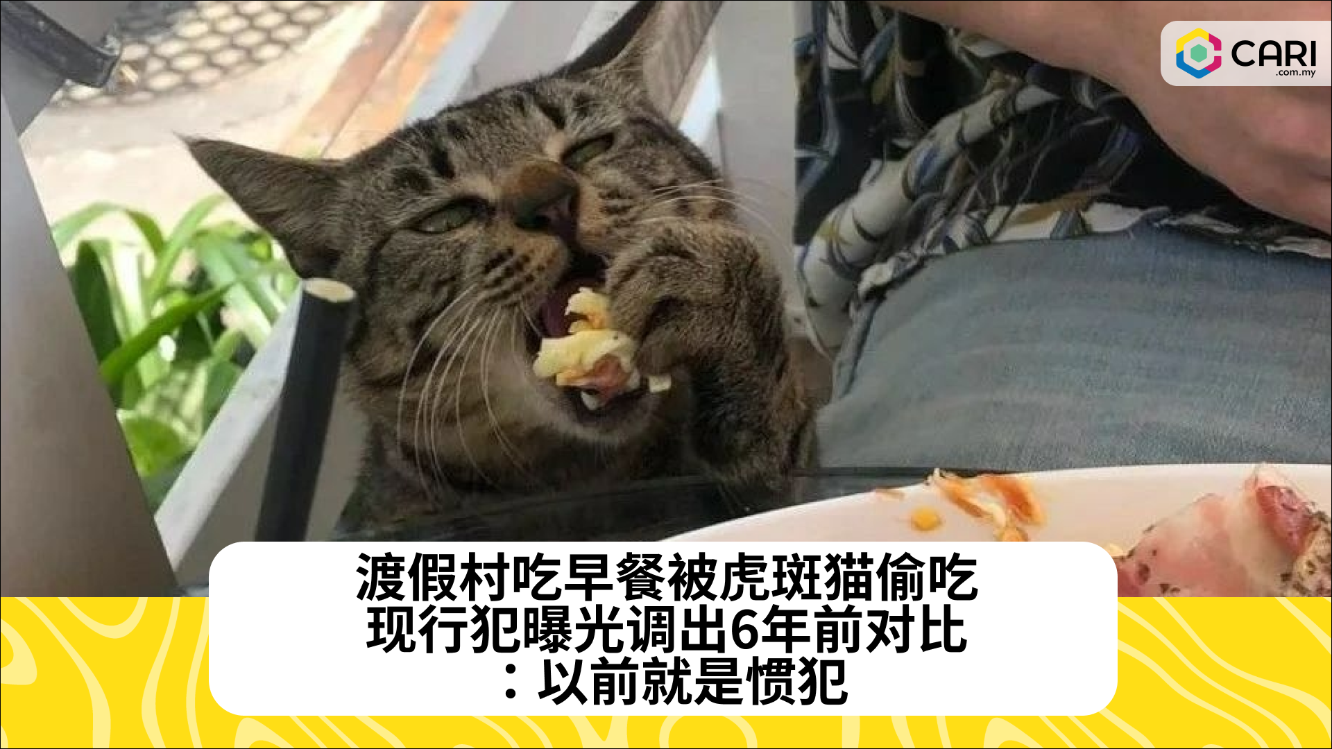 渡假村吃早餐被虎斑猫偷吃，现行犯曝光调出6年前对比：以前就是惯犯