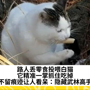 路人丢零食投喂白猫，它精准一掌抓住吃掉不留痕迹让人看呆：隐藏武林高手