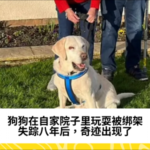 狗狗在自家院子里玩耍被绑架。失踪八年后，奇迹出现了