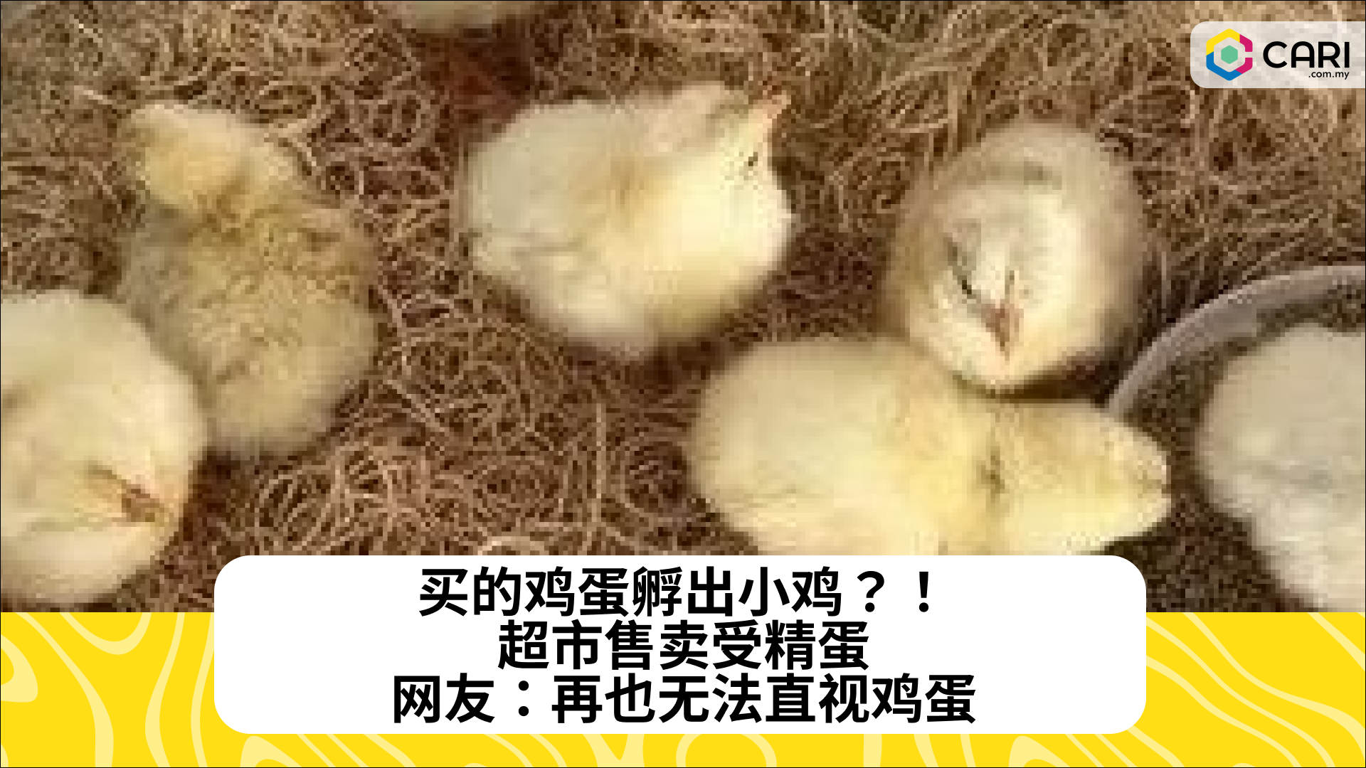 买的鸡蛋孵出小鸡？！超市售卖受精蛋，网友：再也无法直视鸡蛋