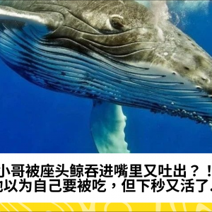 小哥被座头鲸吞进嘴里又吐出？！他以为自己要被吃，但下秒又活了...