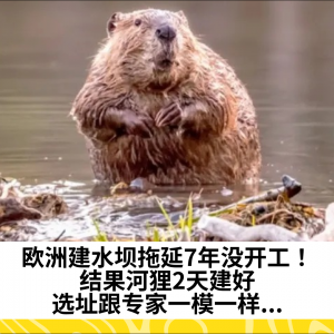 欧洲建水坝拖延7年没开工！结果河狸2天建好，选址跟专家一模一样...