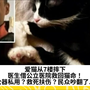 爱猫从7楼摔下，医生借公立医院救回猫命！公器私用？救死扶伤？民众吵翻了...