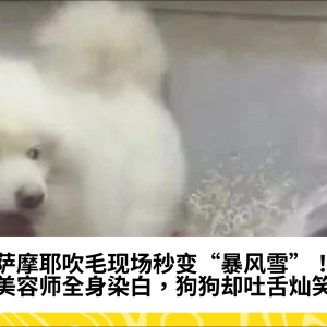 萨摩耶吹毛现场秒变“暴风雪”！美容师全身染白，狗狗却吐舌灿笑