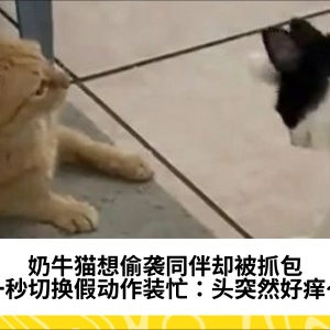 奶牛猫想偷袭同伴却被抓包，一秒切换假动作装忙：头突然好痒～