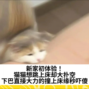 新家初体验！猫猫想跳上床却大扑空，下巴直接大力的撞上床缘秒吓傻