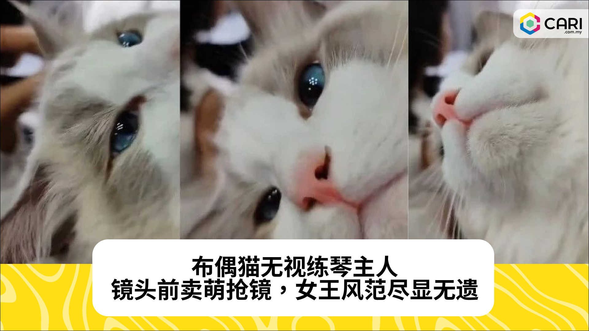 布偶猫无视练琴主人，镜头前卖萌抢镜，女王风范尽显无遗