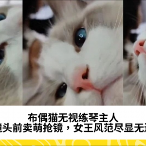 布偶猫无视练琴主人，镜头前卖萌抢镜，女王风范尽显无遗