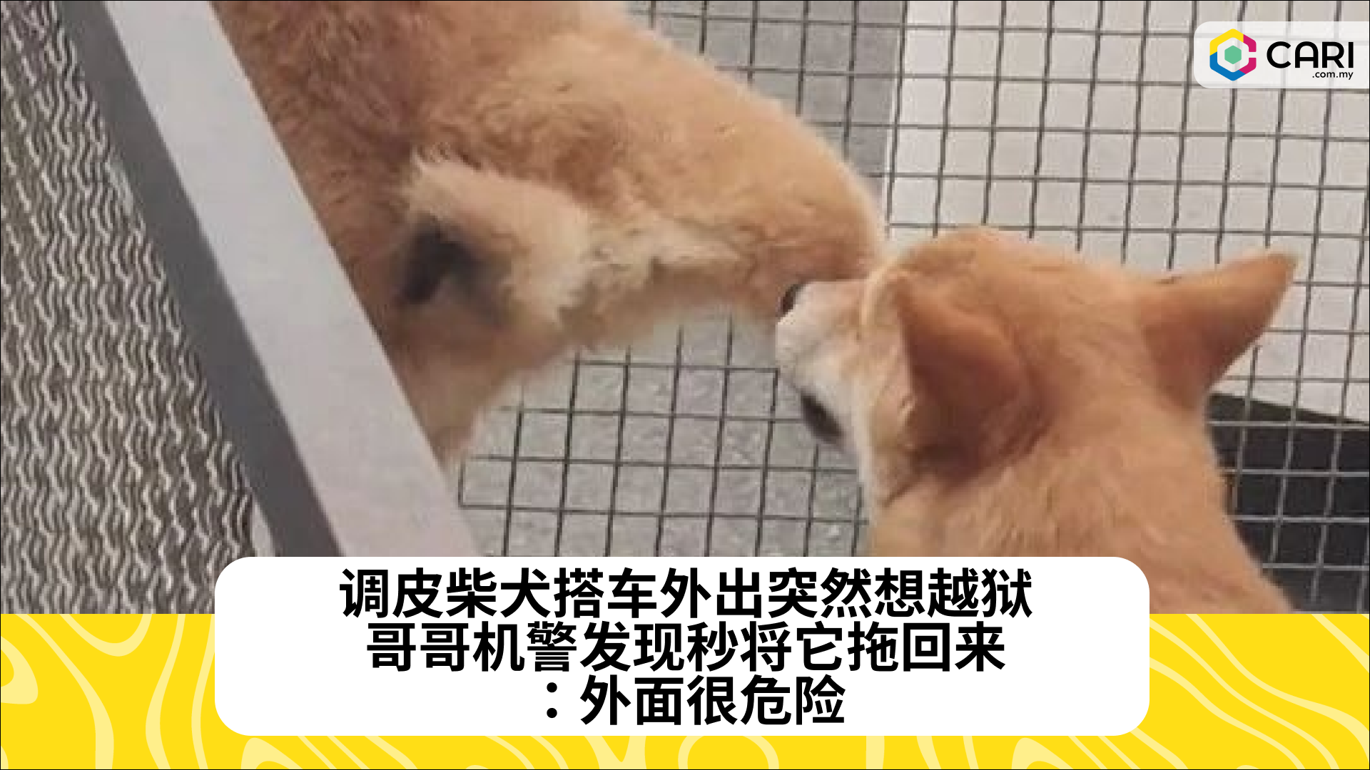 调皮柴犬搭车外出突然想越狱，哥哥机警发现秒将它拖回来：外面很危险