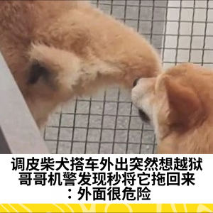 调皮柴犬搭车外出突然想越狱，哥哥机警发现秒将它拖回来：外面很危险