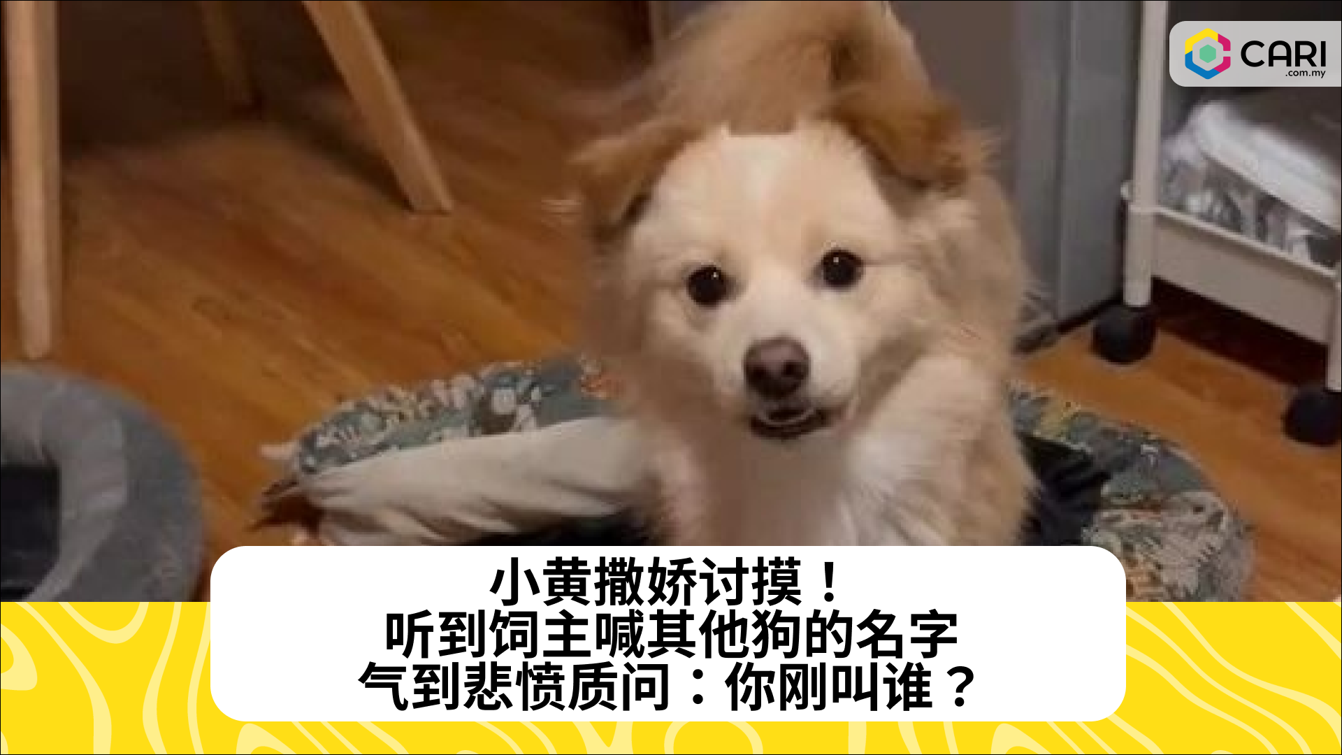 小黄撒娇讨摸！听到饲主喊其他狗的名字气到悲愤质问：你刚叫谁？