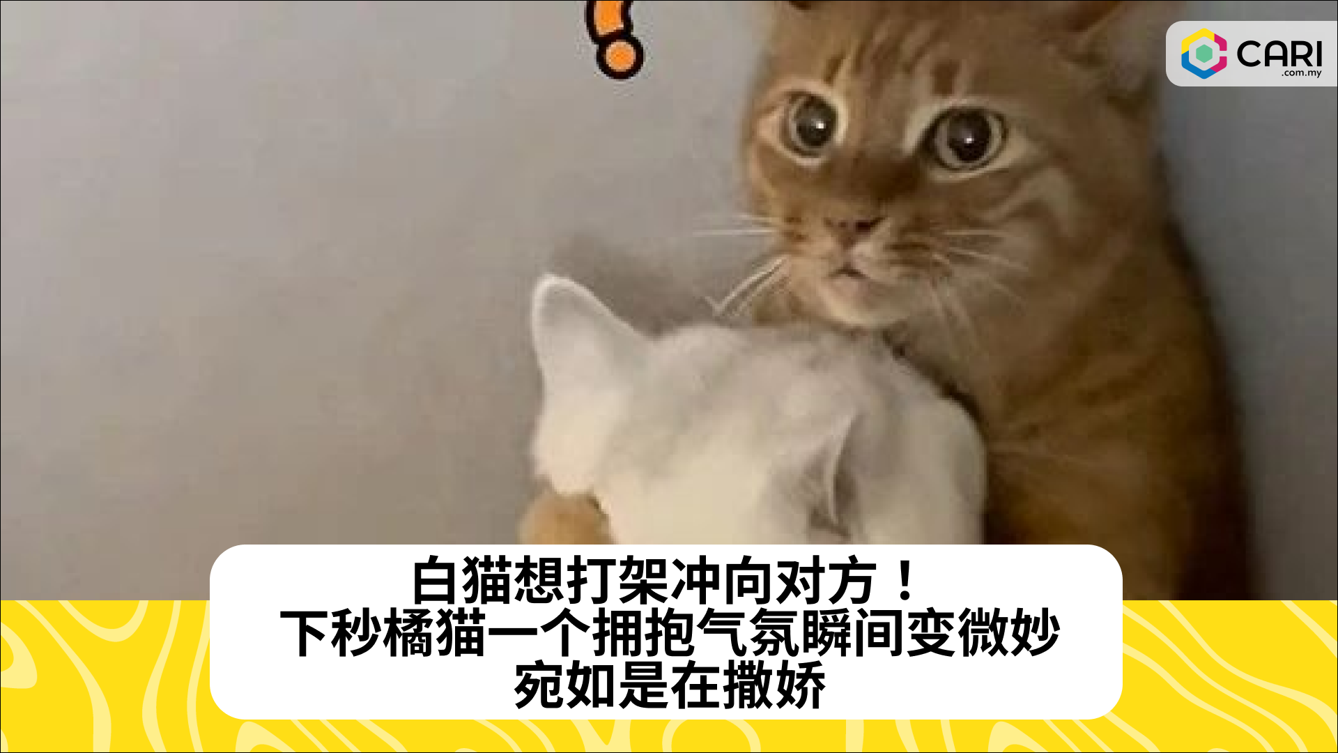 白猫想打架冲向对方！下秒橘猫一个拥抱气氛瞬间变微妙，宛如是在撒娇