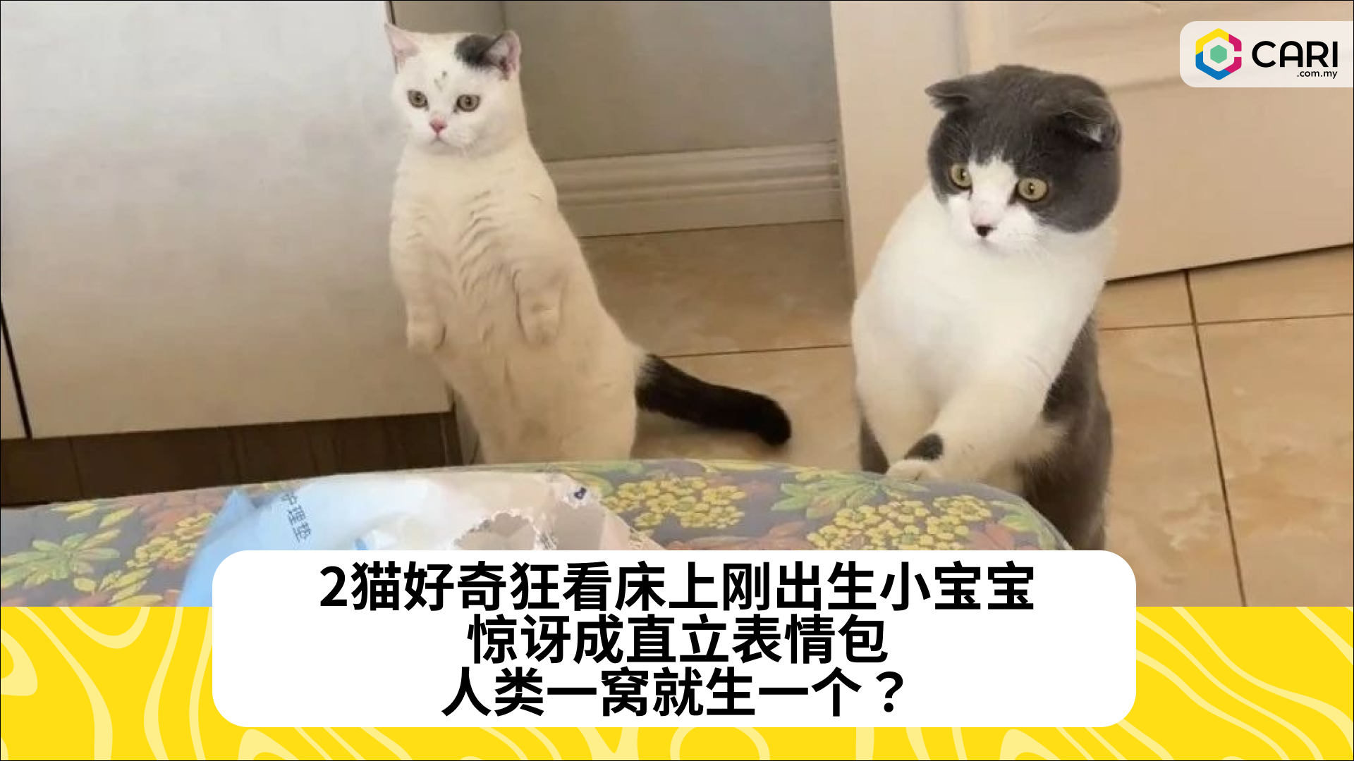 2猫好奇狂看床上刚出生小宝宝，惊讶成直立表情包：人类一窝就生一个？