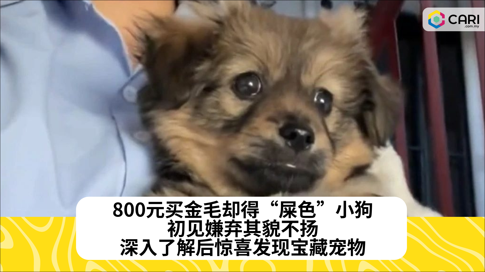 800元买金毛却得“屎色”小狗，初见嫌弃其貌不扬，深入了解后惊喜发现宝藏宠物