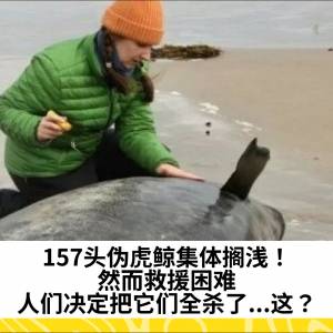 157头伪虎鲸集体搁浅！然而救援困难，人们决定把它们全杀了...这？