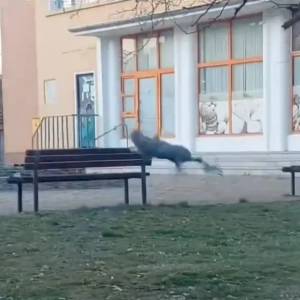 无人机逗猫遭“一秒踹飞” 中国网友笑翻