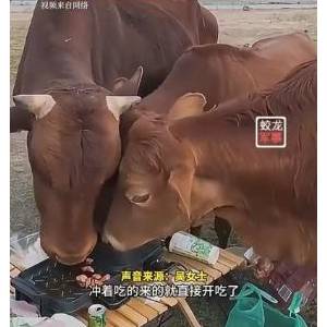 大傻眼：露营烤“牛肉” 竟被一群牛吃光光…