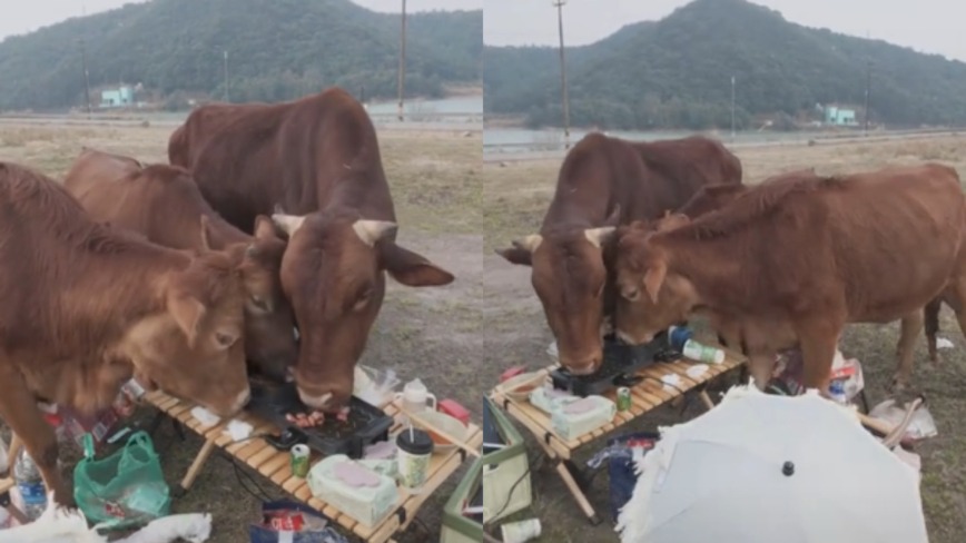 浙江女子露营烤肉 被突然闯入牛群吃光